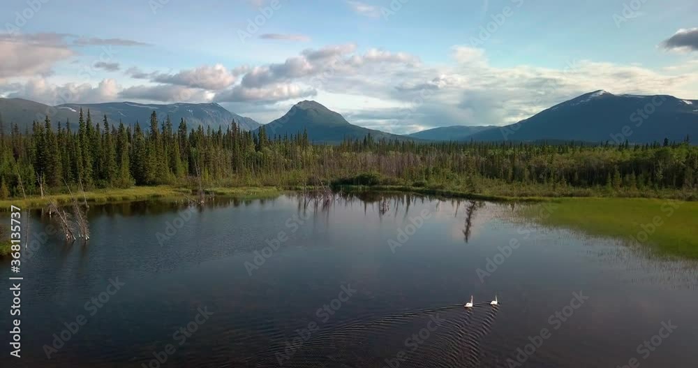 Breathtaking summer Yukon scenic flight above mirror pond lake with two white swans swimming by evergreen tree forest towards majestic Mount Ingram, Ibex valley, Canada, overhead aerial approach Breathtaking summer Yukon scenic flight above mirror pond lake with two white swans swimming by evergreen tree forest towards majestic Mount Ingram, Ibex valley, Canada, overhead aerial approach