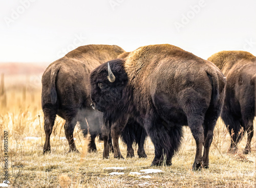 An American Buffalo's breath turns to steam as he is photographed on a cold January day along with his herd at Rocky Mountain Arsenal in Colorado.