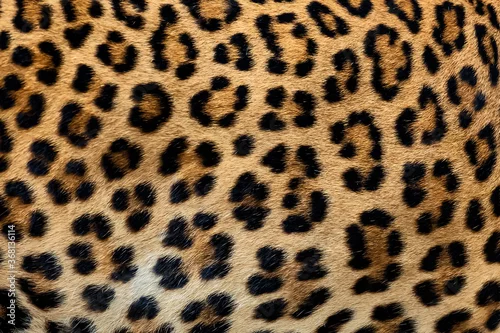 Tapety Leopard fur background (real fur)