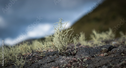 mountain lichens photo