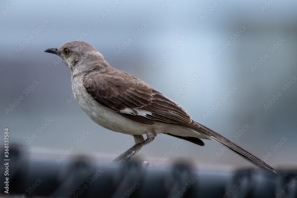 Fototapeta premium Northern Mockingbird on Fence
