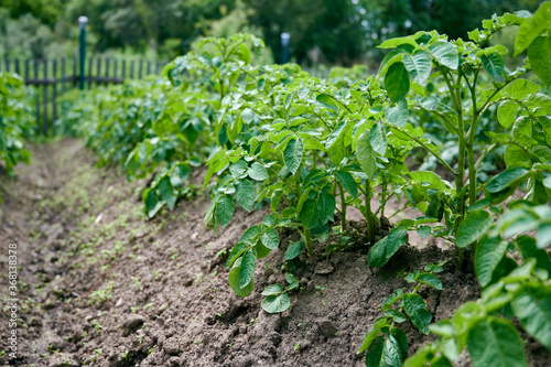 Potato plants grow in rows in a potato field. Green potato crops close up.