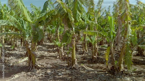 Wallpaper Mural Aerial view of banana plantation Torontodigital.ca