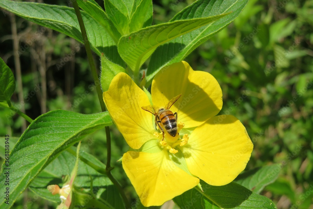 Bee on a yellow ludwigia flower in the garden in spring, closeup