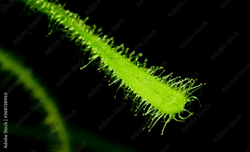 Rosiczka, łac. Drosera Capensis - jest rosliną odżywiającą sie owadami, które wabi imitując krople rosy. Rosiczka, łac. Drosera Capensis - jest rosliną odżywiającą sie owadami, które wabi imitując krople rosy.