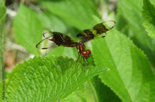 Halloween Pennant dragonfly (Celithemis eponina) in Florida wild photo