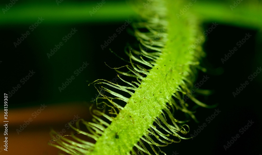 Fototapeta premium Rosiczka, łac. Drosera Capensis - jest rosliną odżywiającą sie owadami, które wabi imitując krople rosy.