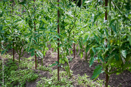 tomatoes plants grow in rows in the garden. Gardening background. Green tomatoes hanging on the bushes