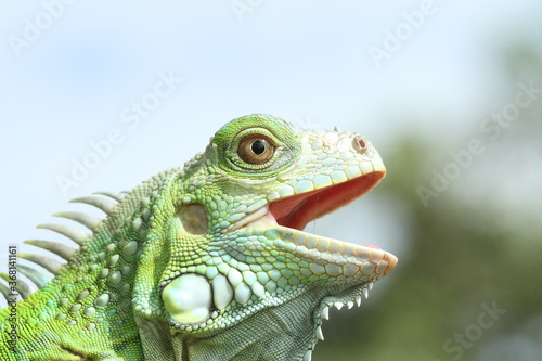 iguana on a tree