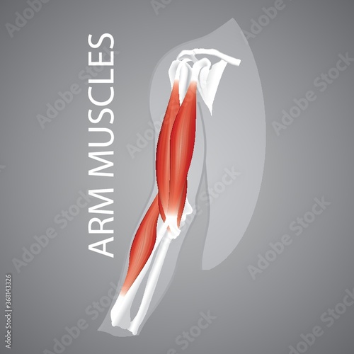 human arm muscles