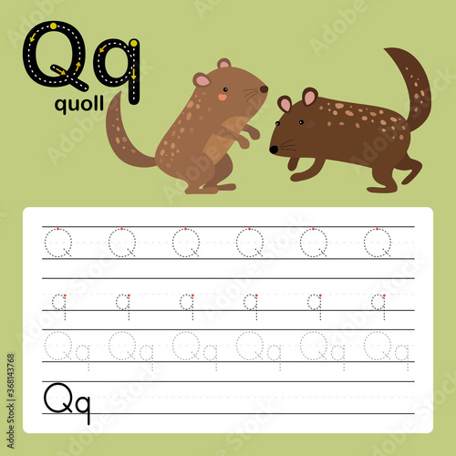 Q, quoll, Alphabet tracing worksheet for preschool and kindergarten to improve basic writing skills, vector, illustration 