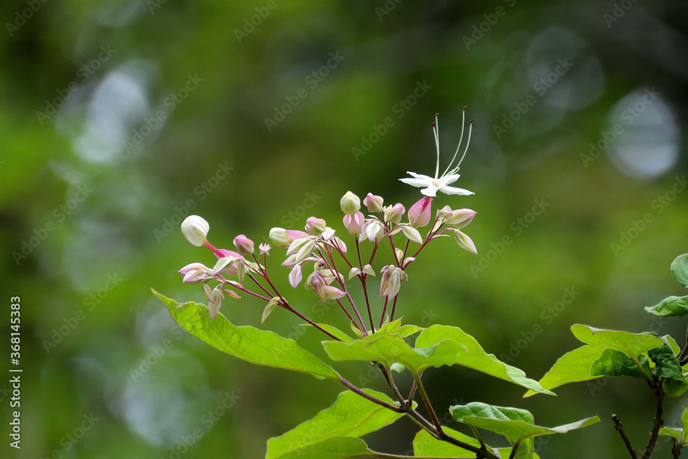 花が咲き始めたクサギ 花が咲き始めたクサギ