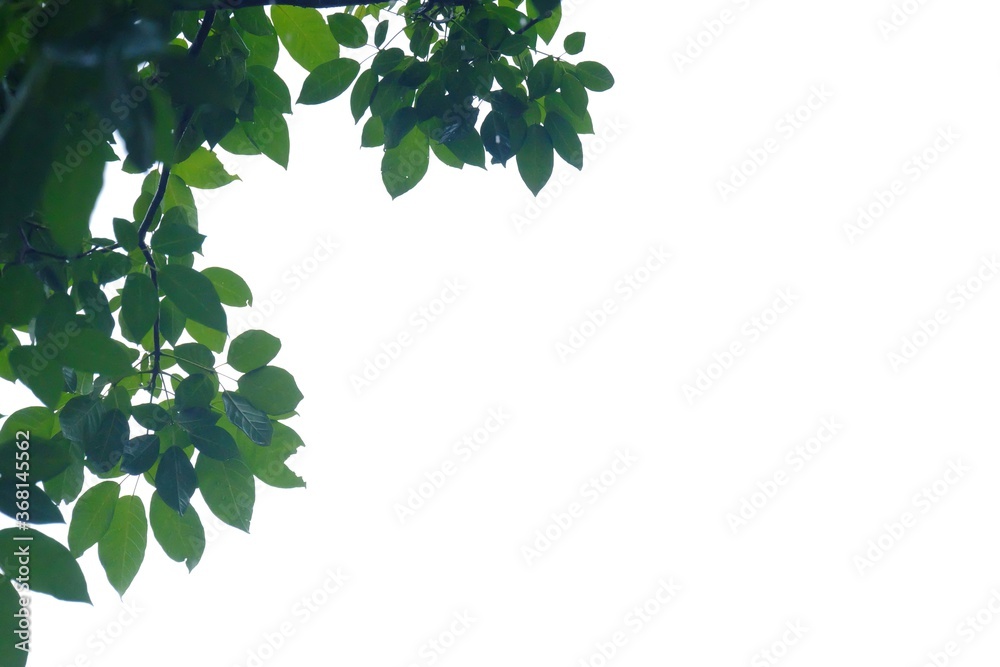 Fototapeta premium Tropical tree with leaves branches on white isolated background for green foliage backdrop and copy space