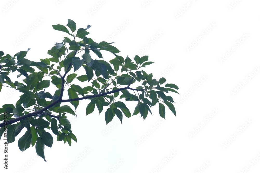 Tropical tree with leaves branches on white isolated background for green foliage backdrop and copy space Tropical tree with leaves branches on white isolated background for green foliage backdrop and copy space
