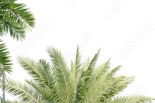 Cycad palm leaves on white isolated background for green foliage backdrop 