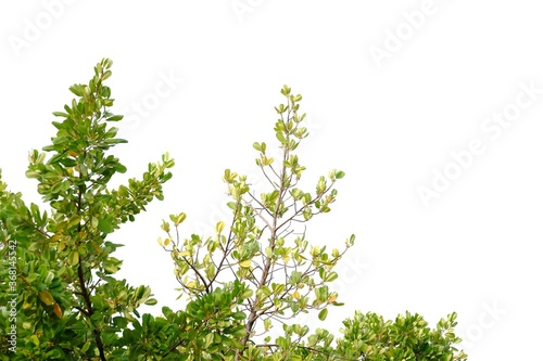 Mangrove plant with leaves branches and sunlight on white isolated background for green foliage backdrop 