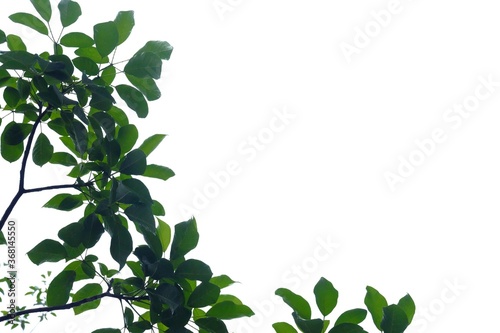 Tropical tree with leaves branches on white isolated background for green foliage backdrop and copy space 