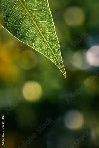 The close-up view of the pointed tip of the leaves, the morning sun shining from behind it makes the glow clearly see the details of the leaves.