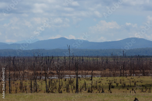 dead trees against a contrasting blue sky