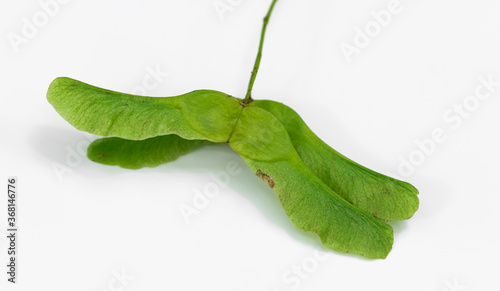 Ahornsamen photo