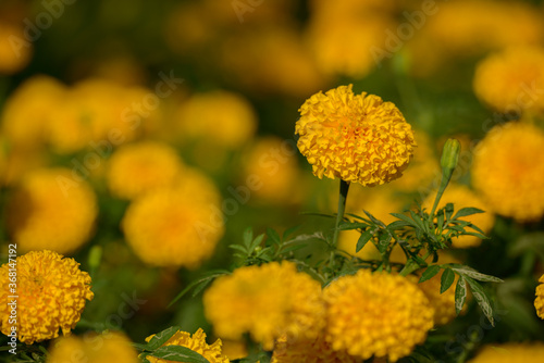 Beautiful yellow flowers blooming in the garden