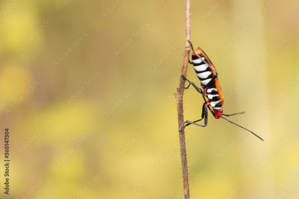 Close up image of red beetle hanging on a twig isolated on nature background Close up image of red beetle hanging on a twig isolated on nature background