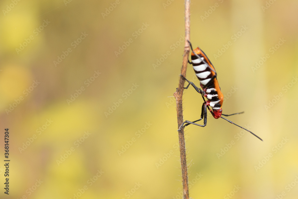 Close up image of red beetle hanging on a twig isolated on nature background