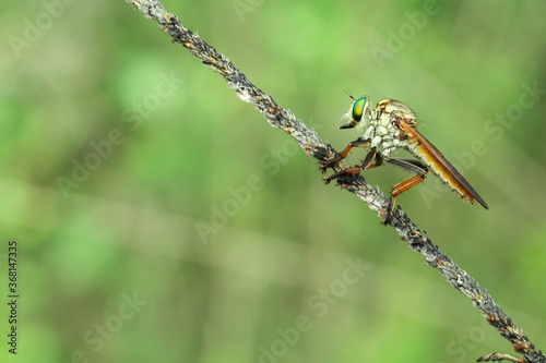 Robber fly is Resting on A Twig Alone
