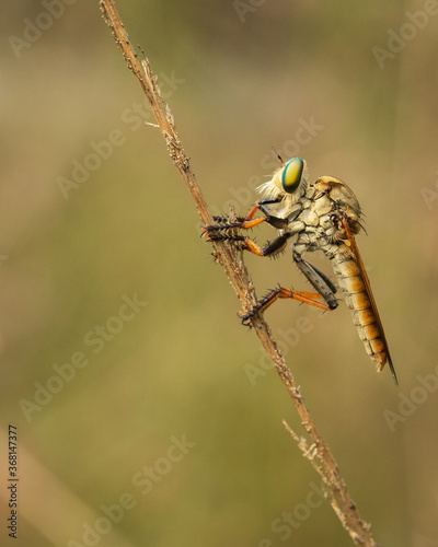 Robber fly is Resting on A Twig Alone