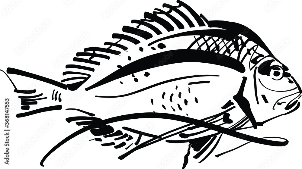 Fototapeta premium hand drawn fish