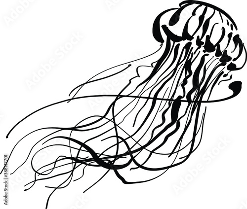 vector illustration of a sketch of a jellyfish 