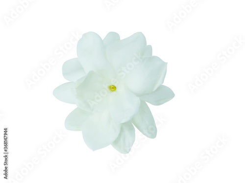 Close up of white jasmine flower