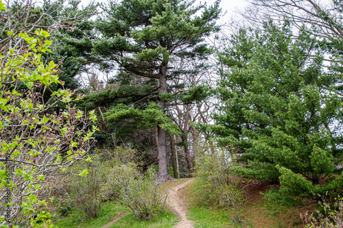 path in the forest, 