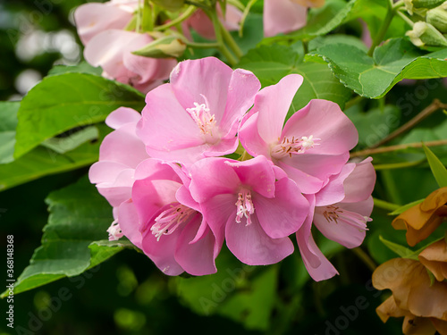 Close up Pink Dombeya flower on tree.