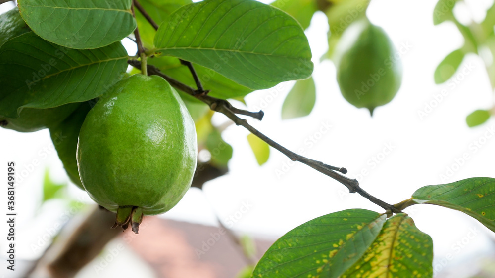 Close up of green guava fruit Close up of green guava fruit