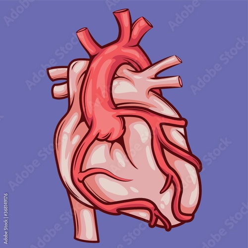 human heart