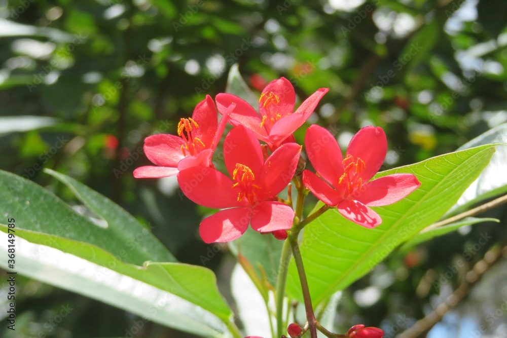Red Jatropha flowers, Peregrina, on natural background