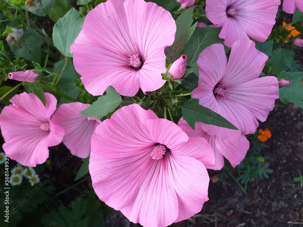 pink hibiscus flower pink hibiscus flower