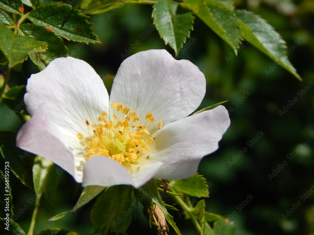 Fototapeta premium apple tree blossom