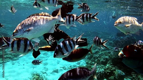 Man Snorkeling In Tropical Blue Ocean And Enjoying The Underwater Scene With Reef Fishes And Coral Reefs.  -close up shot photo