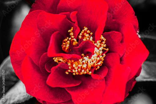 Red Rose in the Garden