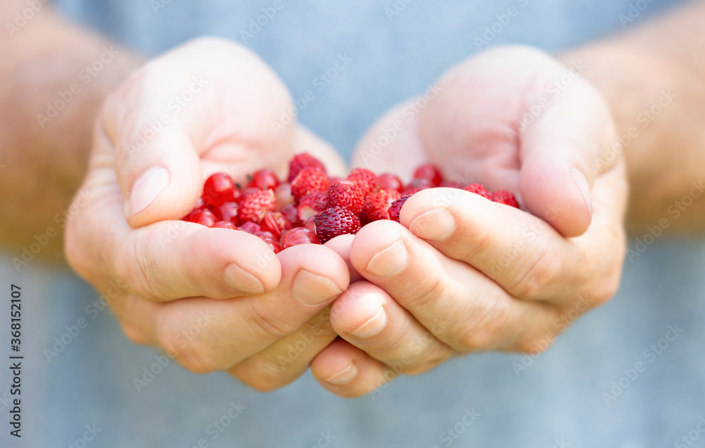 Red berries are on the palms of men's hands, folded in the shape of a heart Red berries are on the palms of men's hands, folded in the shape of a heart