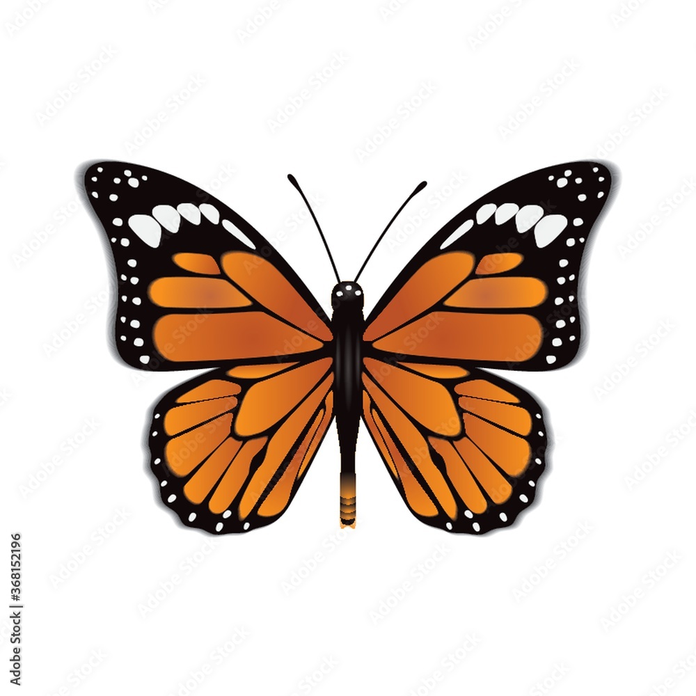 butterfly butterfly