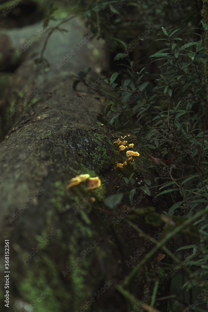 Obraz premium mushroom branch