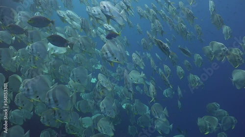 School of (Platax teira) Batfish, Longfin photo