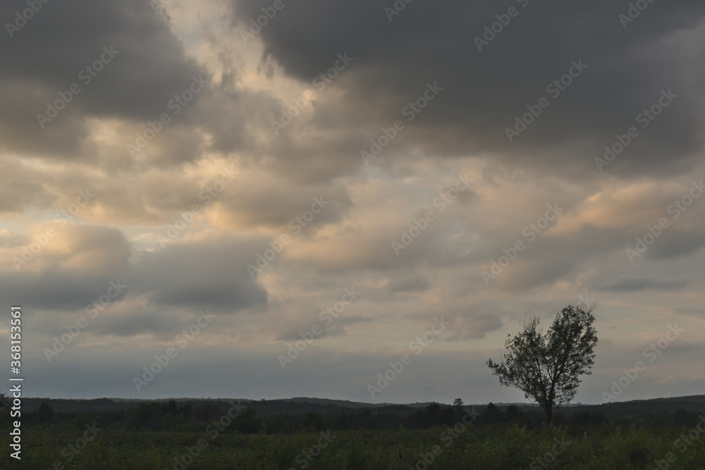 Dark cloudscape with tree silhouette 