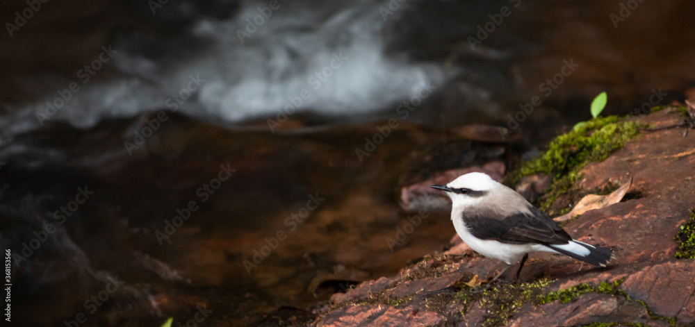 A bird taking a bath on the edge of a waterfall.