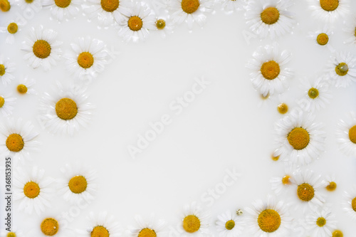 White medicinal chamomile flowers float in the milk bath with copyspace. Personal care using cosmetics made from natural herbs and decoctions