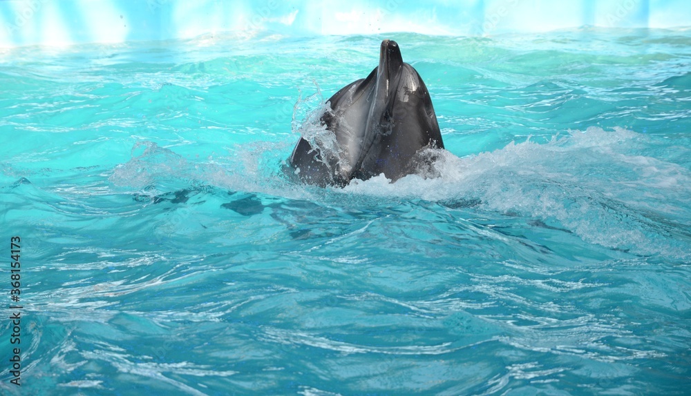 Fototapeta premium Two dolphins dancing in light blue water