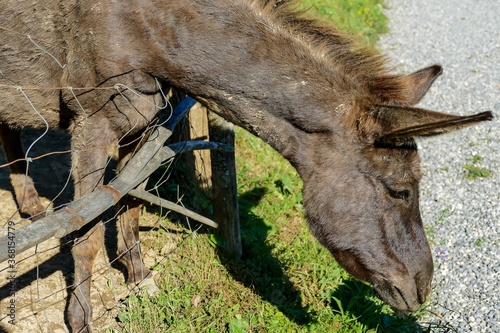 horse in a stable, digital photo picture as a background , taken in bled lake area, slovenia, europe photo